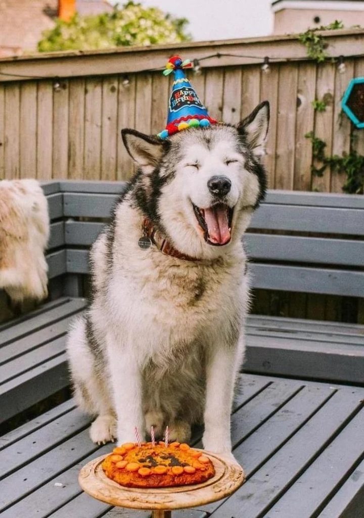 На овие животни не им треба многу за да бидат среќни и тие се пример кој треба да го следиме