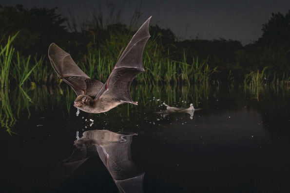 Најдобрите фотографии од натпреварот за светска фотографија на природата „Бигпикчр”
