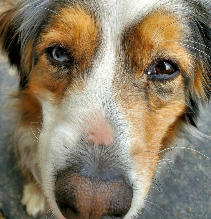 22 фотографии од животни што се доказ дека креативноста на природата не познава граници