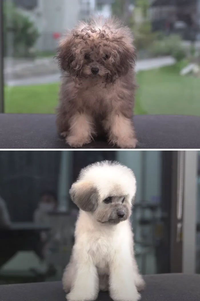31 фотографија од кучиња што изгледаат непрепознатливо откако биле на фризер
