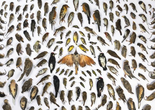 Најдобрите фотографии од натпреварот за светска фотографија на природата „Бигпикчр”