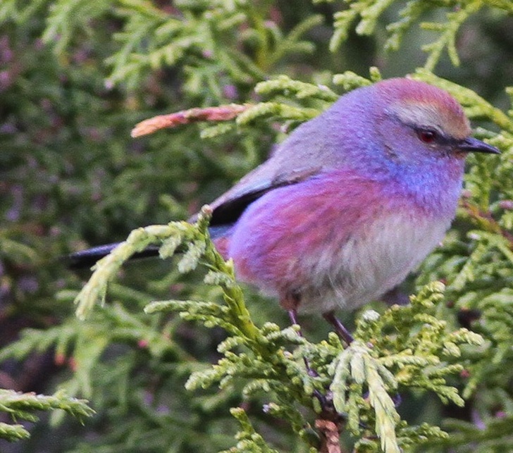 15 уникатни птици што ќе ве зашеметат со својата убавина