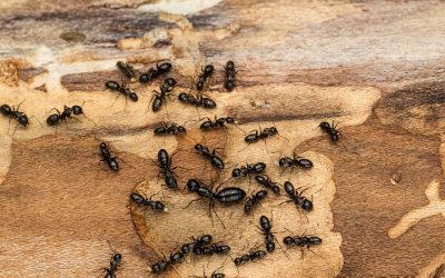 Како да се ослободите од мравките на природен начин?