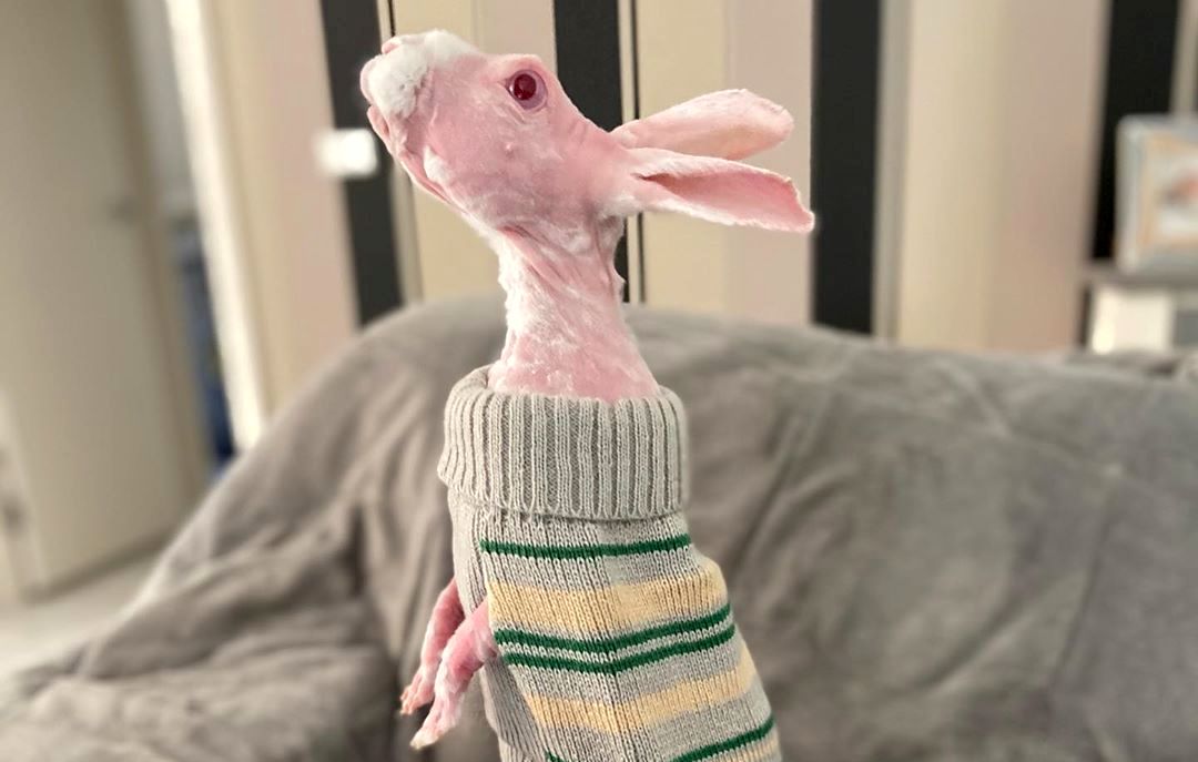 Зајак без крзно што бил спасен од еутаназија сега живее како ѕвезда на социјалните мрежи