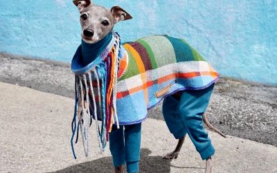 Запознајте ја Тика - модерно куче чијашто гардероба е во склад со трендовите