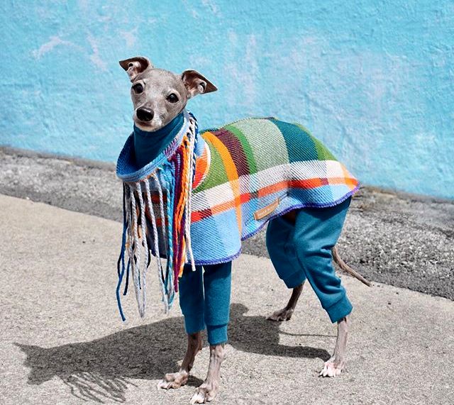 Запознајте ја Тика - модерно куче чијашто гардероба е во склад со трендовите