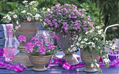 Бакопа - летно растение што ќе ве маѓепса со своите ситни цвеќиња