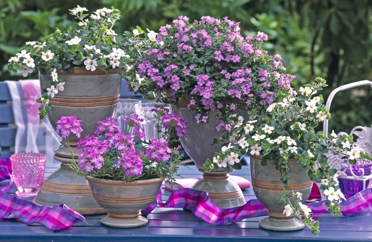 Бакопа - летно растение што ќе ве маѓепса со своите ситни цвеќиња