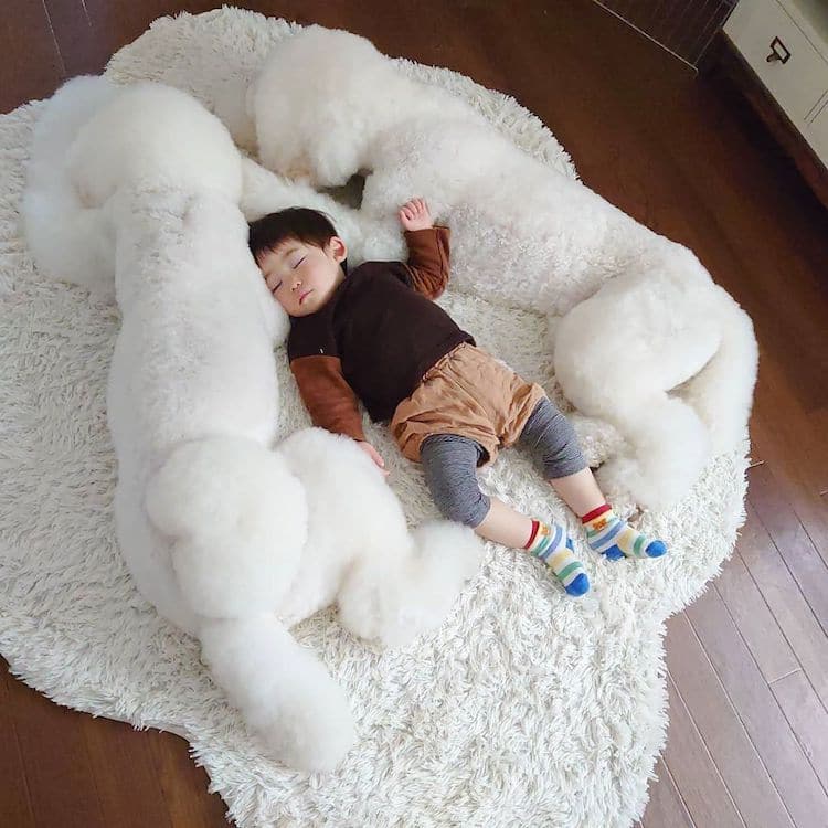 Една баба од Јапонија прави фотографии од силната поврзаност помеѓу нејзините внучиња и пудлици