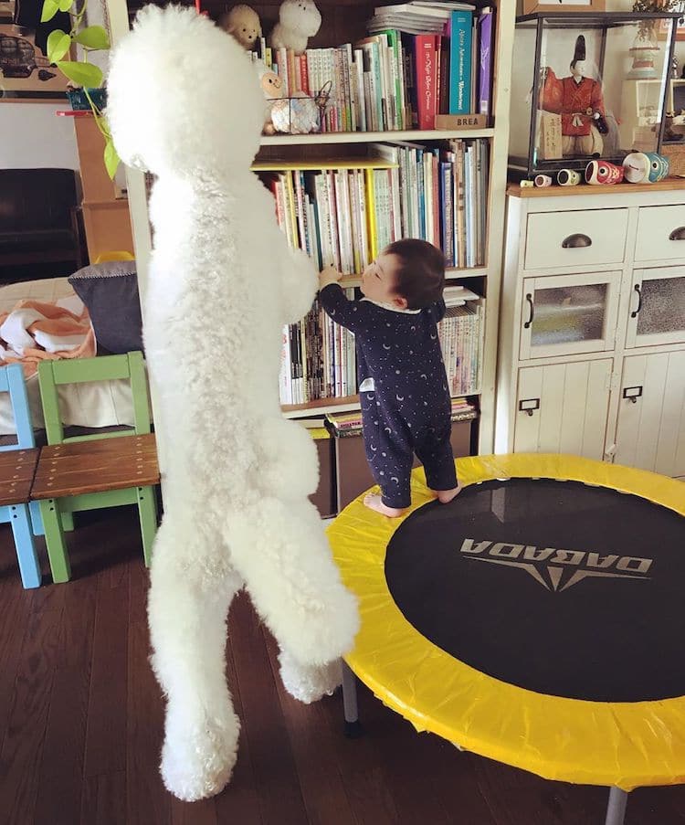 Една баба од Јапонија прави фотографии од силната поврзаност помеѓу нејзините внучиња и пудлици