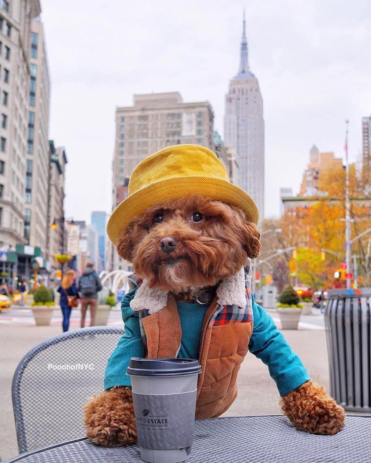 Запознајте го Агадор: Кучето кое изгледа прекрасно во било каква облека