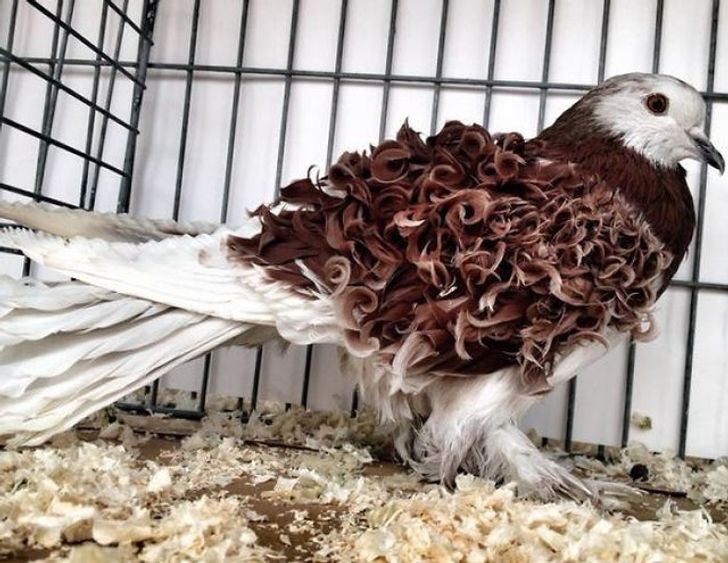 15 фасцинантни изненадувања од природата што не очекувавте дека ќе ги видите