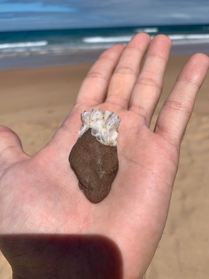 15 фасцинантни изненадувања од природата што не очекувавте дека ќе ги видите