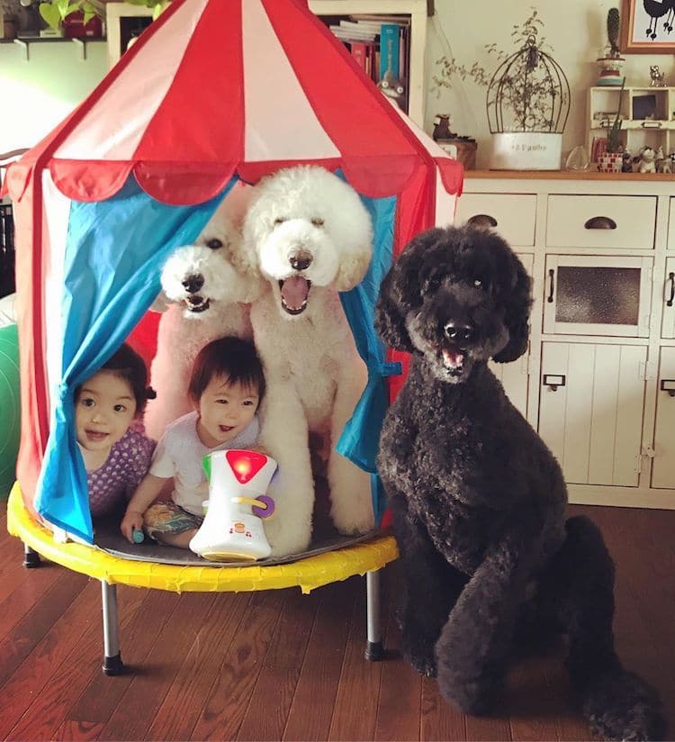 Една баба од Јапонија прави фотографии од силната поврзаност помеѓу нејзините внучиња и пудлици