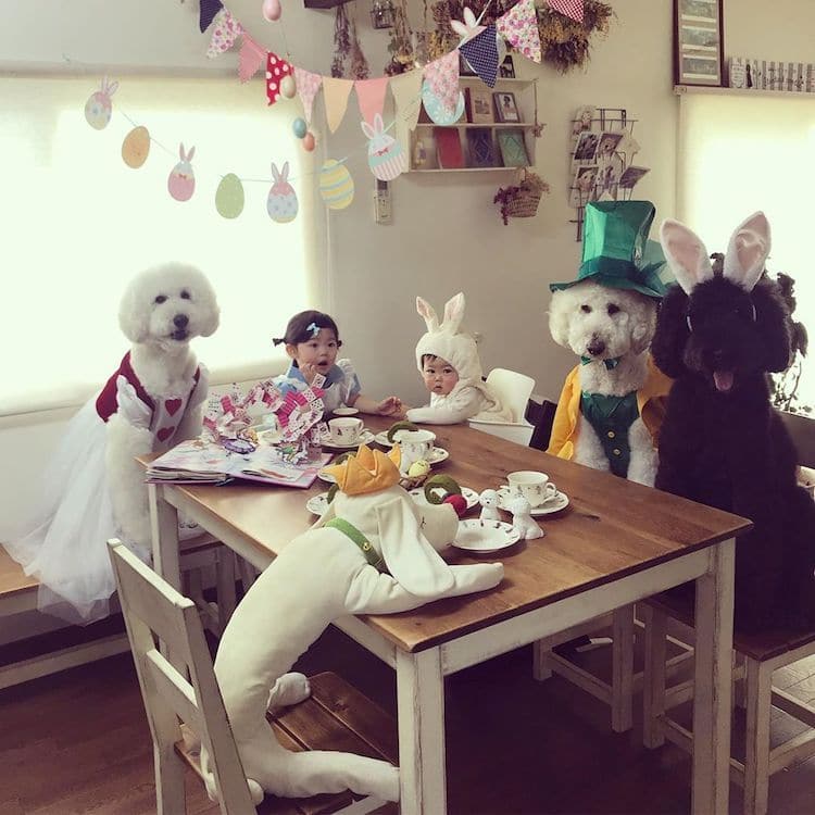 Една баба од Јапонија прави фотографии од силната поврзаност помеѓу нејзините внучиња и пудлици