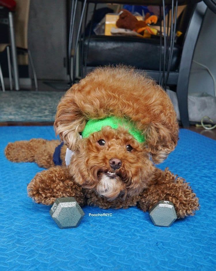 Запознајте го Агадор: Кучето кое изгледа прекрасно во било каква облека