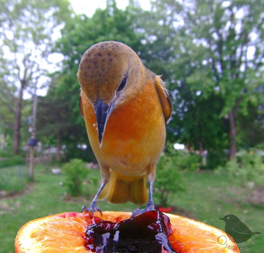 Една жена ставила фотоапарат до местото со храна за птици, а фотографиите што ги направила се прекрасни