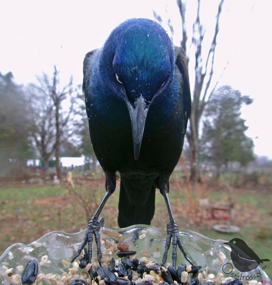 Една жена ставила фотоапарат до местото со храна за птици, а фотографиите што ги направила се прекрасни