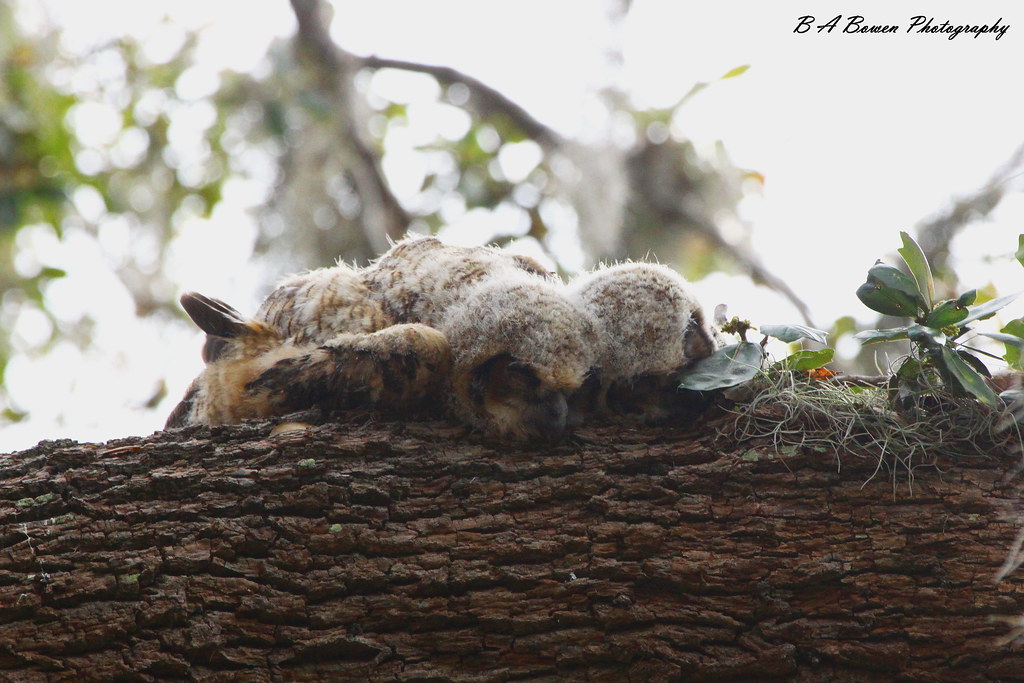 Фотографии од бебиња бувови кои спијат со лицето надолу, а кога ќе се разбудат изгледаат како многумина од нас
