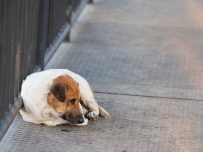 Вистинска приказна: Кучето кое чекало 4 дена на еден мост и гледало во водата