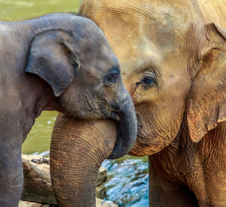20 семејства животни што ќе ве натераат да посакате да ги прегрнете вашите родители веднаш