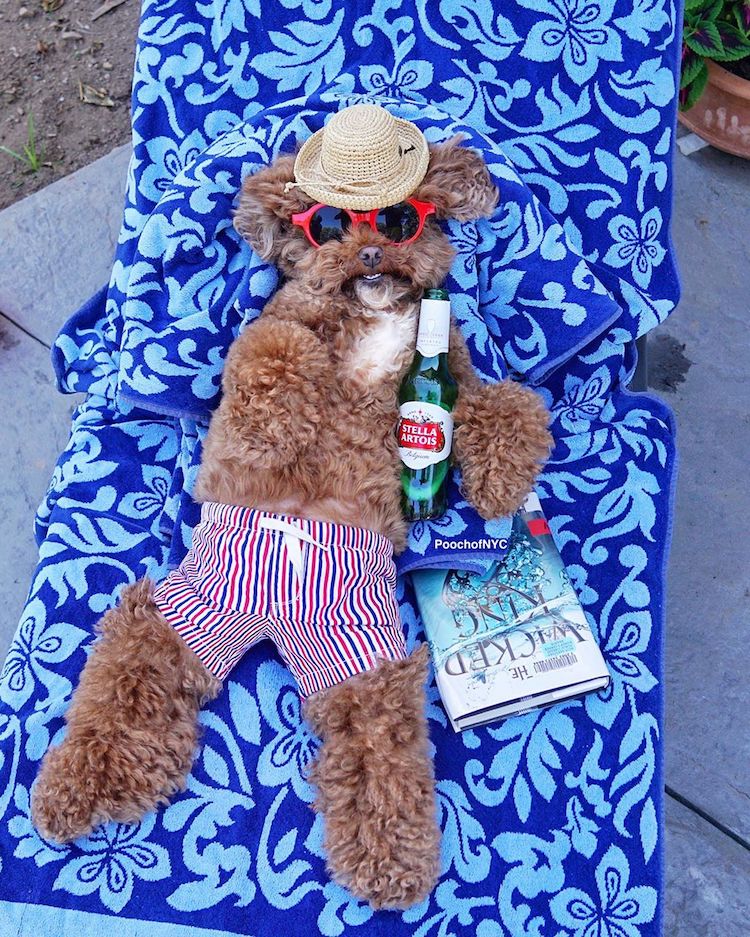 Запознајте го Агадор: Кучето кое изгледа прекрасно во било каква облека