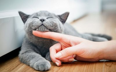 20 животни лекции што ќе ги разберат само сопствениците на мачки