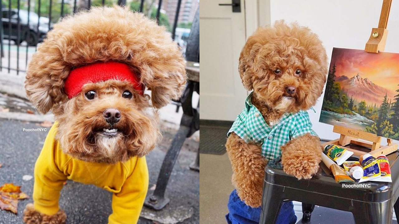 Запознајте го Агадор: Кучето кое изгледа прекрасно во било каква облека