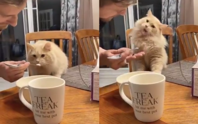 Погледнете ја смешната реакција на оваа мачка која за прв пат пробува сладолед