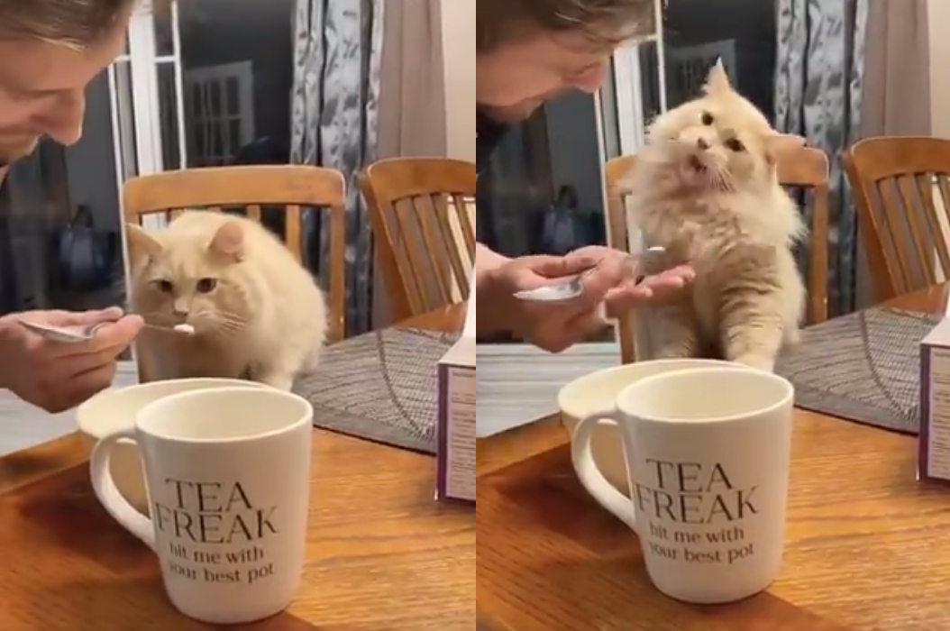 Погледнете ја смешната реакција на оваа мачка која за прв пат пробува сладолед