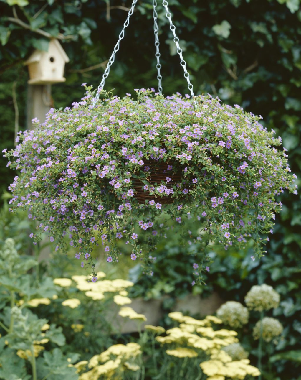 Бакопа - летно растение што ќе ве маѓепса со своите ситни цвеќиња