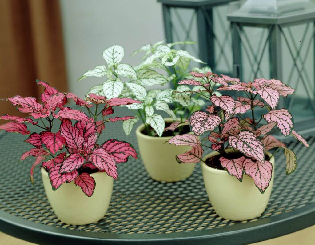 5 розови домашни растенија за кои нема да верувате дека се вистински