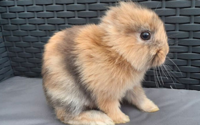 Запознајте го Лео: Зајчето без уши кое изгледа како бебе лав