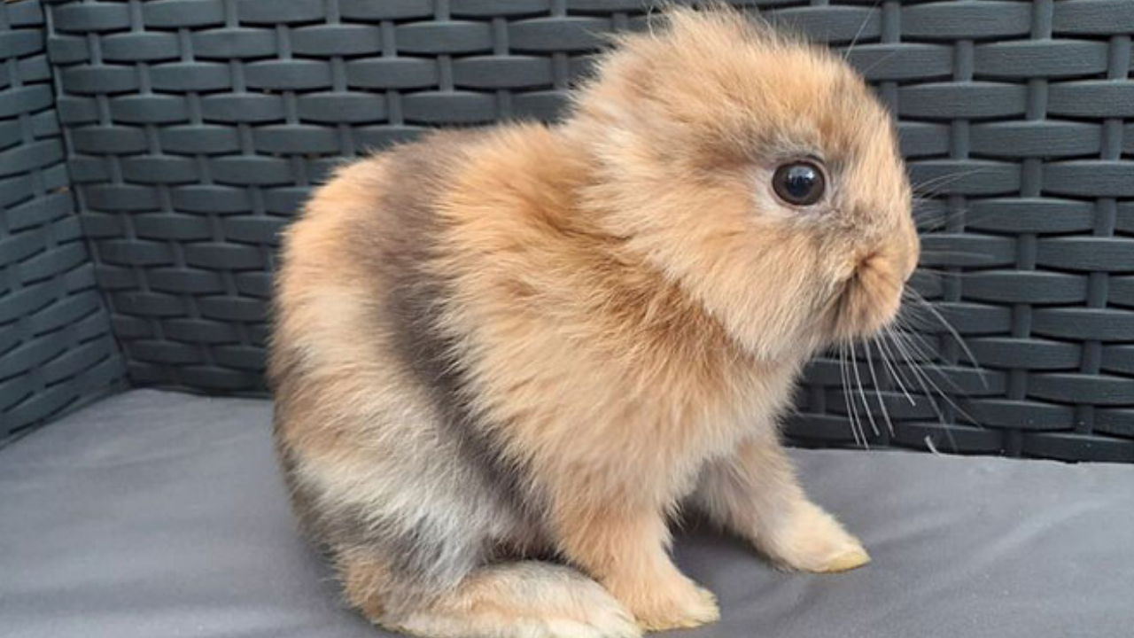 Запознајте го Лео: Зајчето без уши кое изгледа како бебе лав