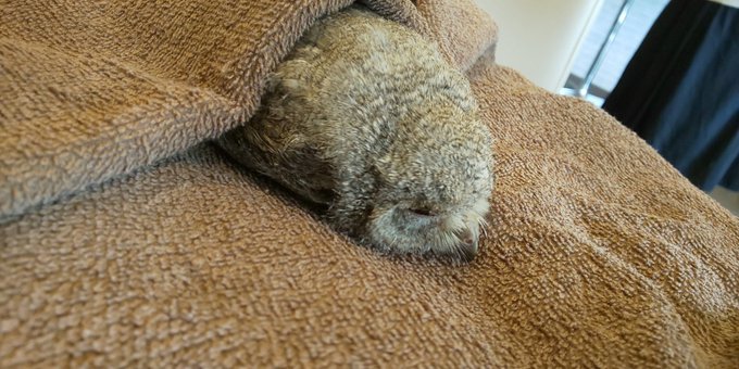 Фотографии од бебиња бувови кои спијат со лицето надолу, а кога ќе се разбудат изгледаат како многумина од нас