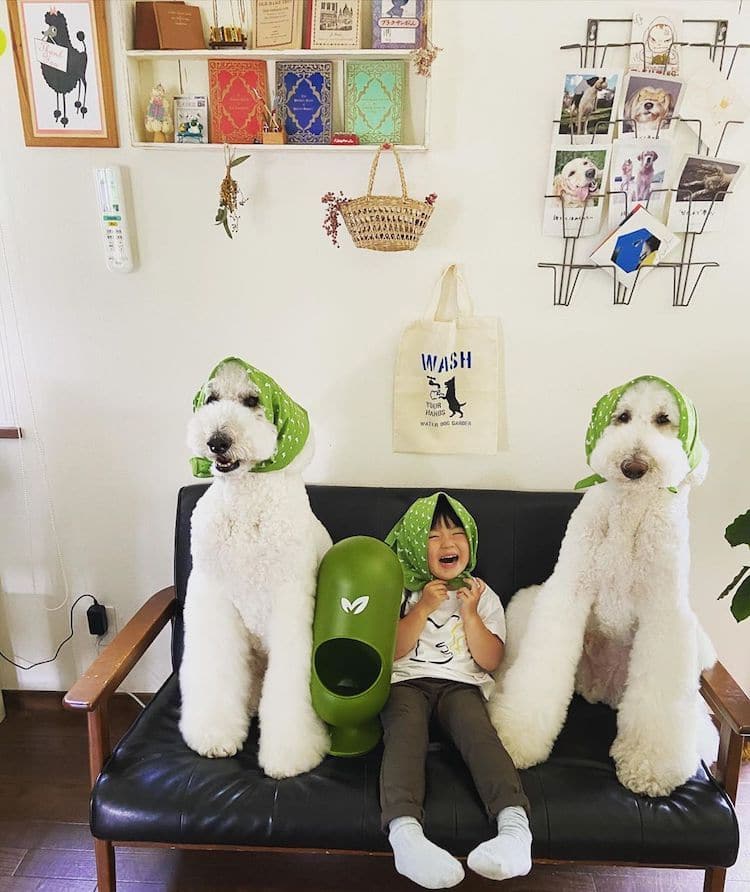 Една баба од Јапонија прави фотографии од силната поврзаност помеѓу нејзините внучиња и пудлици