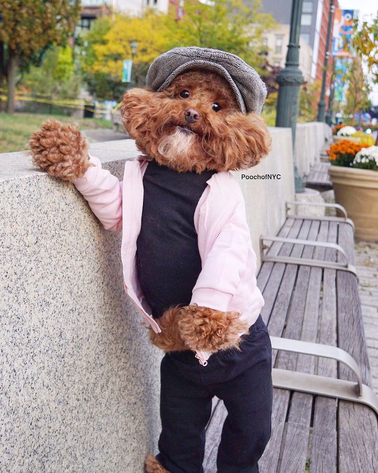Запознајте го Агадор: Кучето кое изгледа прекрасно во било каква облека