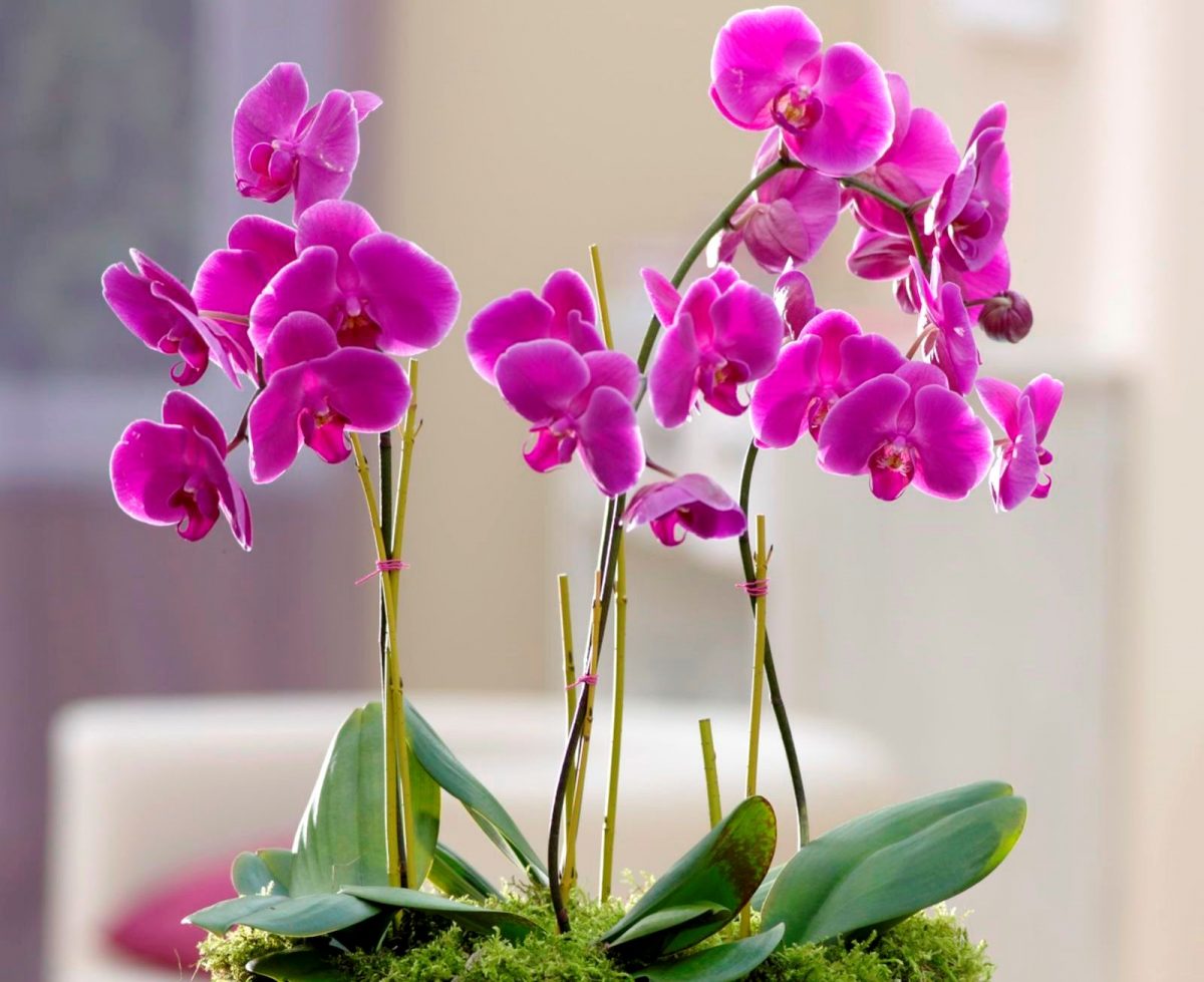 Како да го продолжите животот на орхидејата со помош на кора од банана?