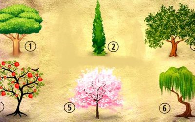 Кое дрво би го засадиле во вашата градина? Изберете едно и откријте нешто за себе
