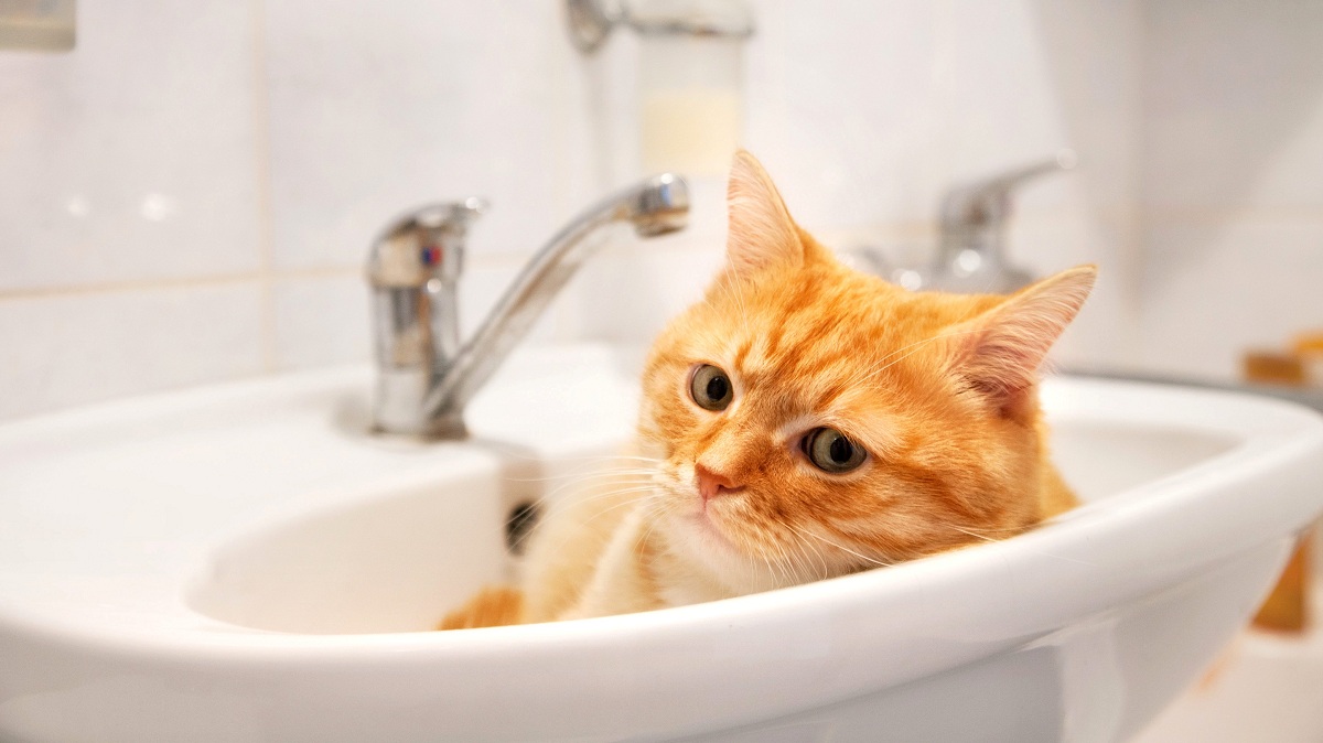 Зошто некои мачки сакаат да лежат во мијалникот?