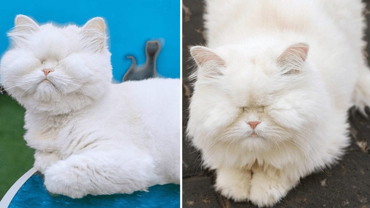 Персиска мачка која го изгубила видот поради занемарување била спасена и добила втора шанса за живот