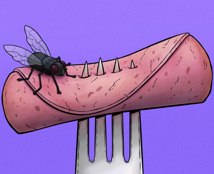 Што навистина се случува кога на вашата храна ќе слета мува?