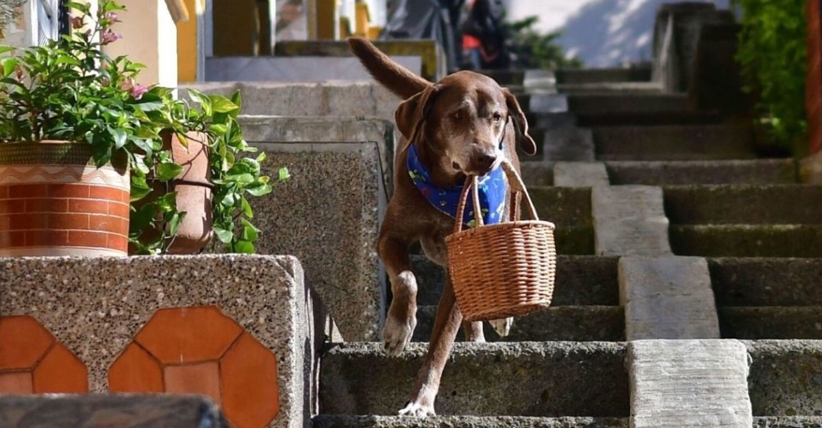 Запознајте го Ерос: Кучето кое доставува намирници на своите соседи