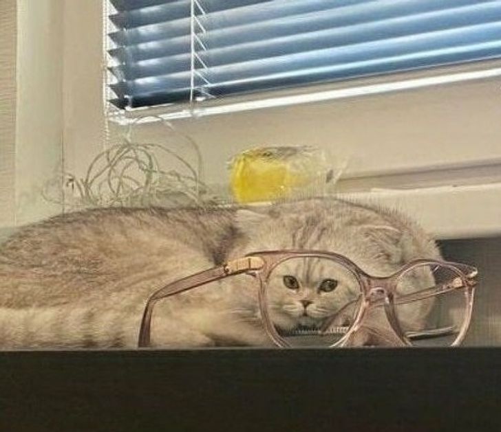 15 фотографии што ќе ве натераат да ги погледнете двапати