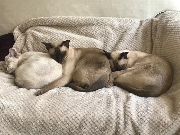 20 фотографии од мачки од што спијат во необична положба