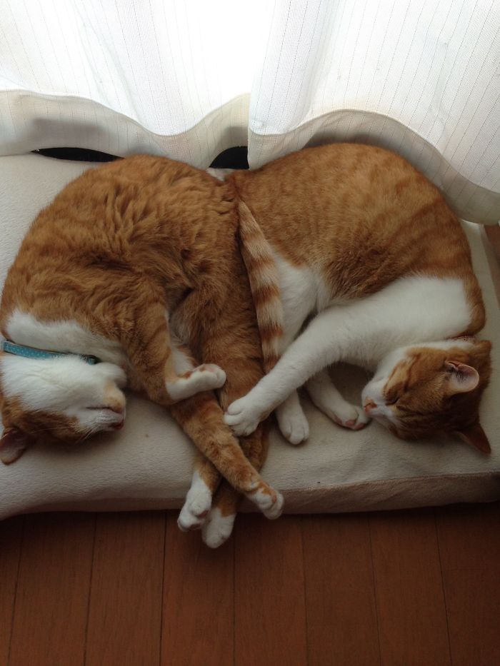 20 фотографии од мачки од што спијат во необична положба