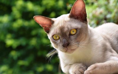 5 раси на мачки што живеат најдолго