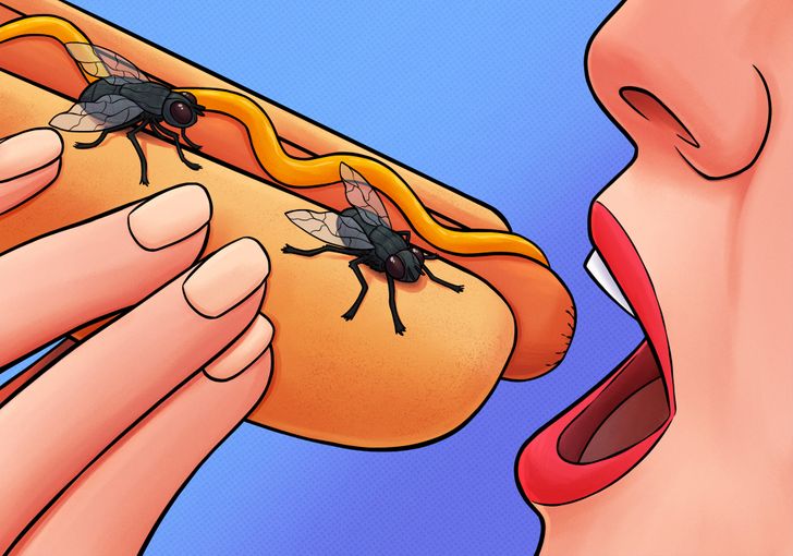 Што навистина се случува кога на вашата храна ќе слета мува?