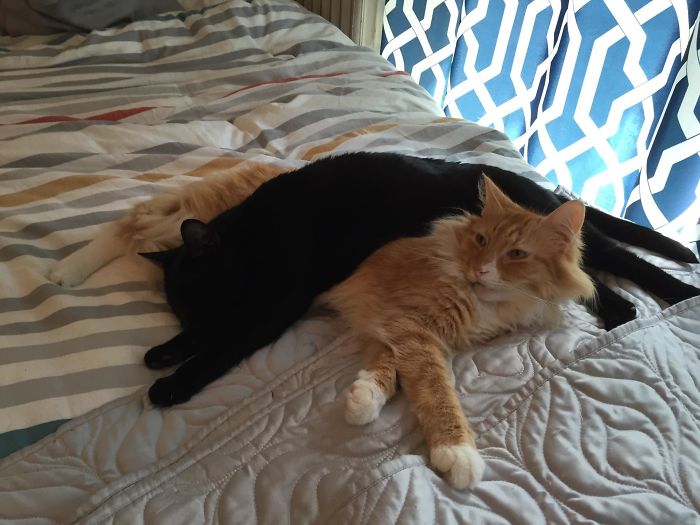 20 фотографии од мачки од што спијат во необична положба