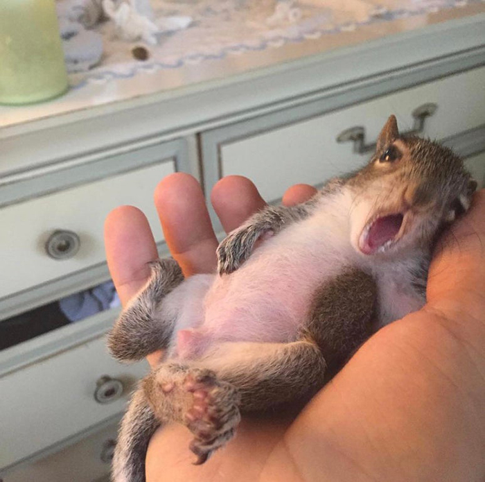 25 фотографии што ќе ве потсетат колку се прекрасни верверичките